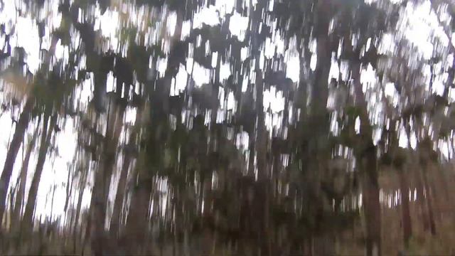 ПАДУБ ОСТРОЛИСТНЫЙ / ЯДОВИТЫЕ РАСТЕНИЯ смотреть онлайн