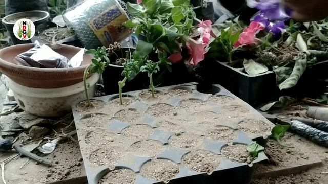 How to Grow Petunia plant by Cutting I Petunia Stem Cutting Propagation I Petunia Propagation