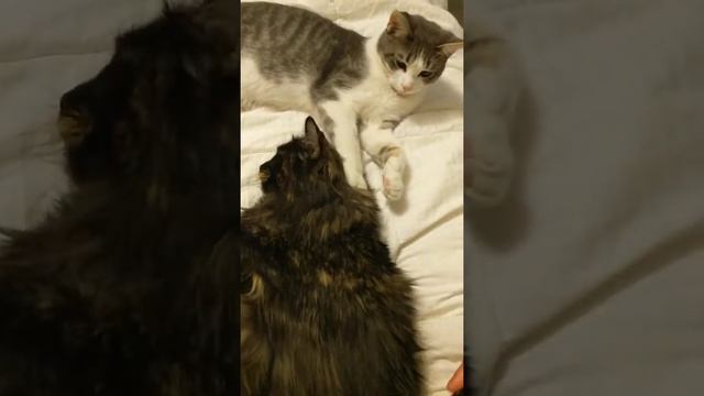 Алиска и Пирожок. Кошка без хвоста. Прическа-Разческа. смотреть онлайн