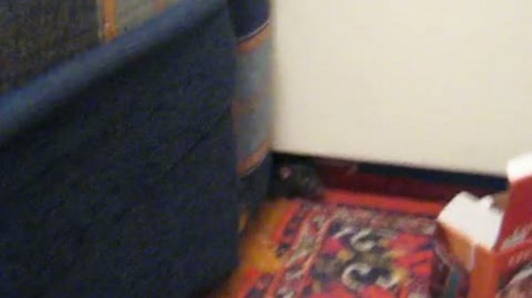 Крысиные будни