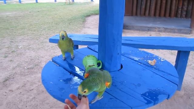 The journey through Brazil. Main video. (Путешествие по Бразилии. Основное видео). смотреть онлайн