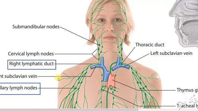 Axillary lymph nodes 4 смотреть онлайн