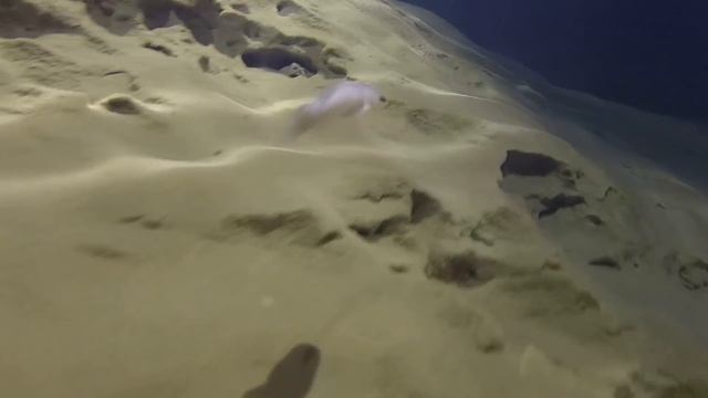Blind Cave Fish in Carroll Cave смотреть онлайн