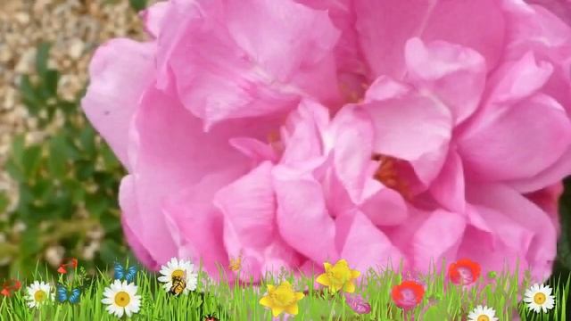 Роза морщинистая (passion Rokoko) ? Обзор: посадка и уход. саженцы розы : описание и особенности