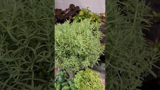 ДЕКОРАТИВНО-ЛИСТВЕННЫЕ БУДЕМ САЖАТЬ?