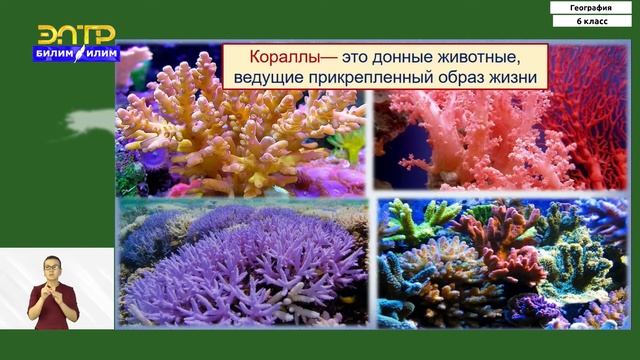 6-класс | География | Жизнь в океане - морские растения и животные смотреть онлайн