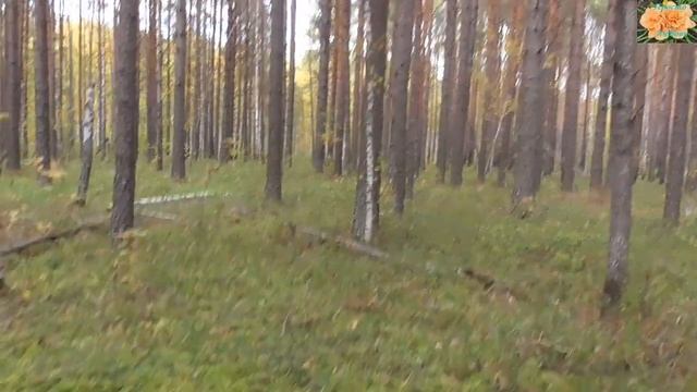 В-о-о-о-т-это белых грибов! смотреть онлайн