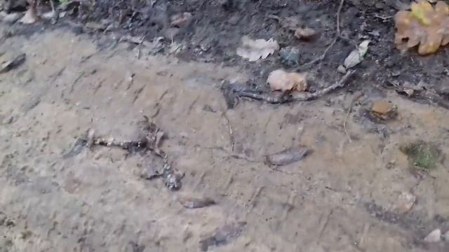 Наша тёплая воскресная йога прогулка. смотреть онлайн