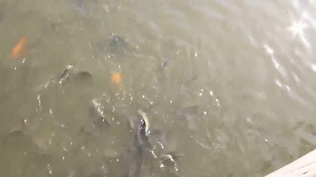 Как рыба в реках должна водиться смотреть онлайн