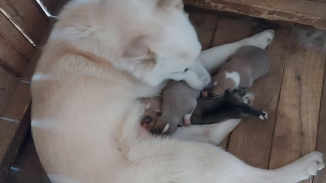 ЩЕНКИ ЗАПАДНО-СИБИРСКОЙ ЛАЙКИ от "БАРСА" и "ПУЛИ" смотреть онлайн