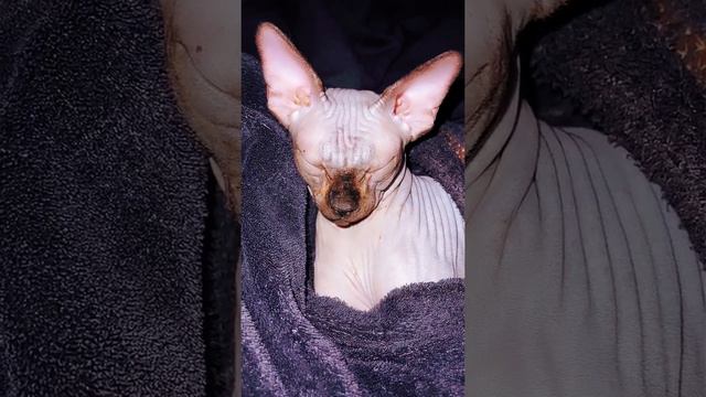 Лысая кошка Сфинкс колыбельная sphynx kittens смотреть онлайн
