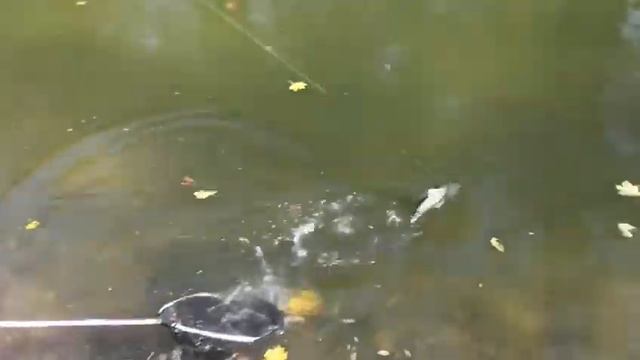 Ольгово. Клев. смотреть онлайн