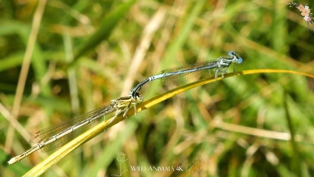 Baby farm animal moments: Giraffe, Sheep, Rabbit, Red Panda, Bison & Ostrich - Animals Video смотреть онлайн