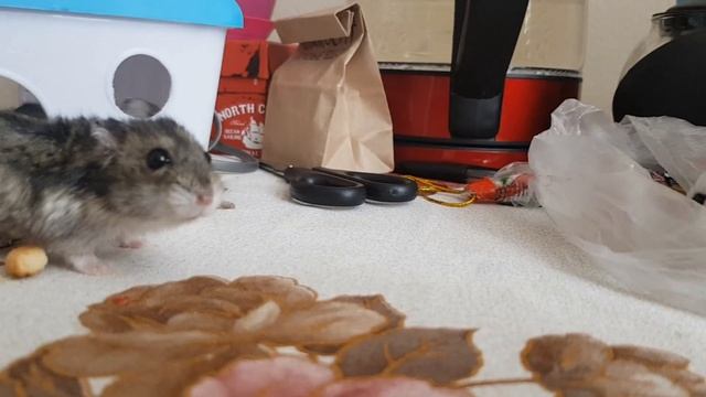 Джунгарские хомячки(Dzungar hamsters) смотреть онлайн