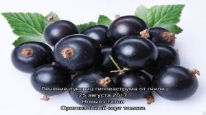 Почему не плодоносит черная смородина — несколько причин