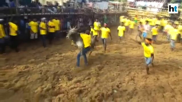 Jallikattu kick-starts in Tamil Nadu with stricter norms смотреть онлайн