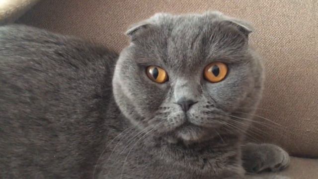 Первая говорящая кошка Синьди. смотреть онлайн
