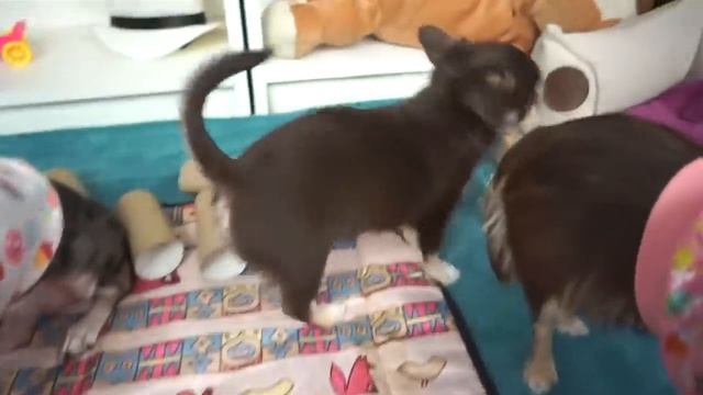 ДЕТСТВО ЩЕНКА