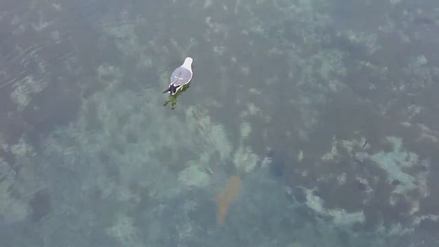 Славянка 2019 - Чайки на воде смотреть онлайн