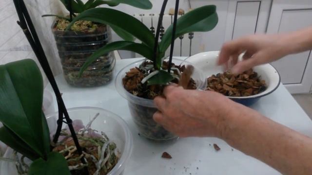 Пересадка цветущей орхидеи в новый субстрат. смотреть онлайн