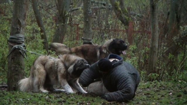 Дрессировка служебных собак. Кавказские овчарки (1). http://www.dogclass.ru/ и http://stopvrag.ru/ смотреть онлайн