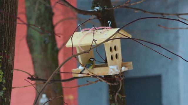Кормление птиц смотреть онлайн