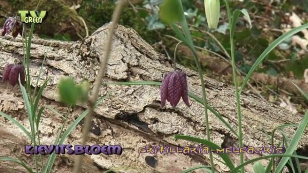 Nature Notes - Kievitsbloem - Fritillary - Fritillaria Meleagris #01