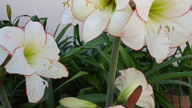 Amaryllis - Picasso | Hippeastrum