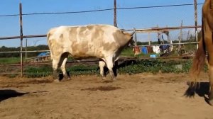Счастливые коровы! Красивые коровы! Жизнь в деревне!