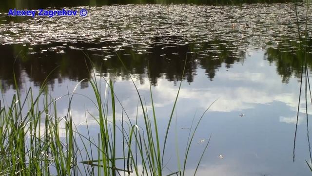 Рыбалка на хищника?Ловля живца на лесном озере?♂️Бобруйск #1 смотреть онлайн