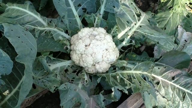 От чего зависит урожай цветной капусты смотреть онлайн