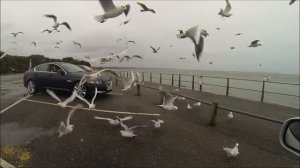 Чайки. Чайки на море. Чайки летают