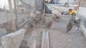 Горная куропатка сезон инкубации 2022 год