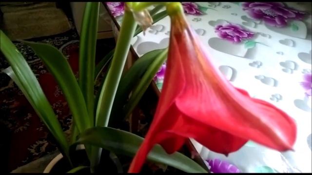 Гиппеаструм во время цветения. Все тонкости ухода.. смотреть онлайн