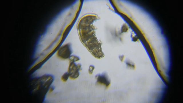 Как найти тихоходку?