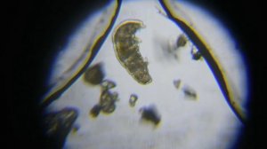 Как найти тихоходку?