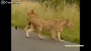 Как львы спариваются
