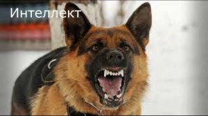 Доберман VS Немецкая овчарка