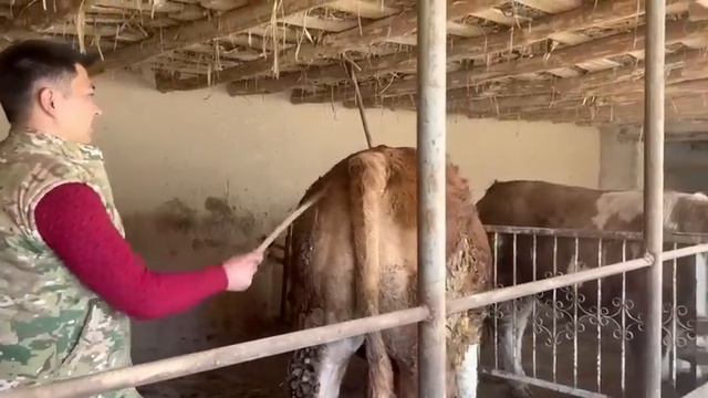 ФИЛДАЙ келади УЗИЯМ курмагандим БУНАКАСИНИ😳☎️+998883305050 смотреть онлайн