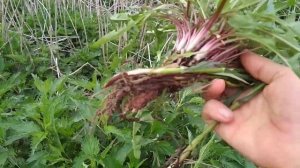 Весенние дикоросы