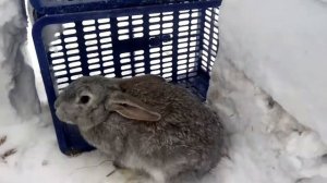 Кто украл письмо Морковки. Новогоднее видео.  #АНУКАДАВАЙКА#НОВЫЙГОД#КРОЛИК