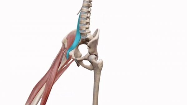 Большая и малая поясничные мышцы. Musculus psoas major & minor. Мышцы таза Анатомия человека 3Д