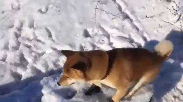 Пес Стив упал в ручей и стал мемом (Это фиаско, братан!) смотреть онлайн