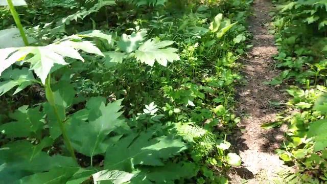Top 🔝 green 💚 forest, Siberia ☺️ Такой свежий зелёный лес в Сибири 🌲🐌 смотреть онлайн