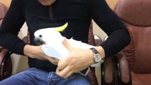 Уход за Какаду