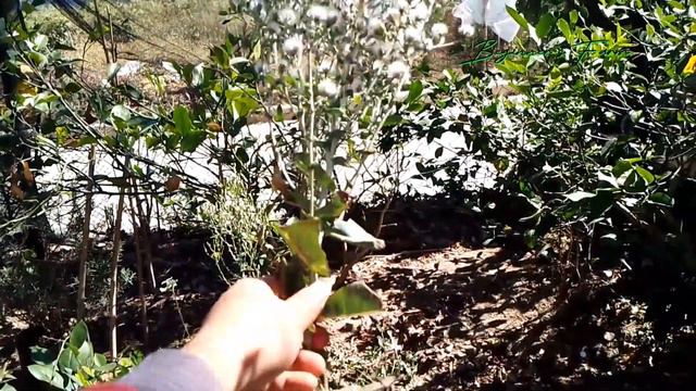 Steps in harvesting Romaine seeds for beginners|How Romaine seed is formed |Beginner's Fam смотреть онлайн