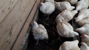 Чем кормить бройлеров по возрастам ( в месяц, в два месяца, в три).Результат -будет тушка 5 кг.