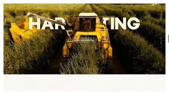 FALL HARVEST CORTO OLIVE OIL смотреть онлайн