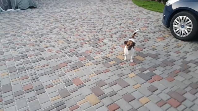 Завтра заступаю на работу! Буду штукатурить сарай