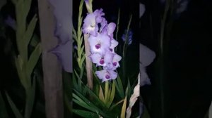 ШОК!!!! Гладиолусы. Приятные и неприятные сюрпризы.